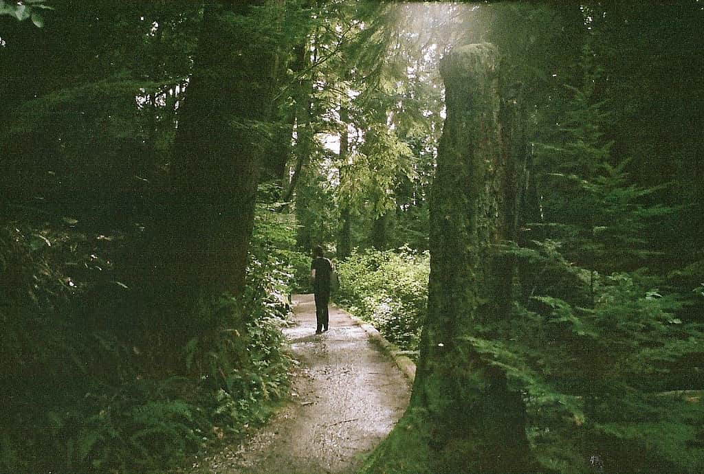 camminare nella foresta