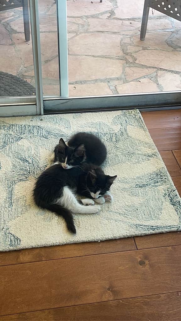 mačkoni, ki se objemajo